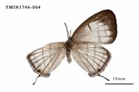 藏品(朗灰蝶)的圖片